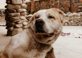 central asiatisk herde hund. alabai porträtt foto