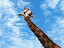 giraff på de himmel foto