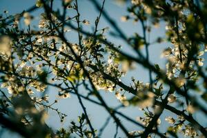 blomma aprikos blommor i de vår foto