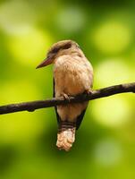 kookaburran fågel porträtt foto