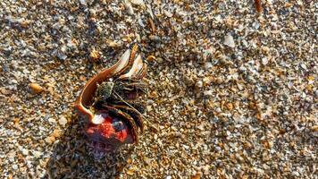 eremit krabba fristad på sandig Strand foto