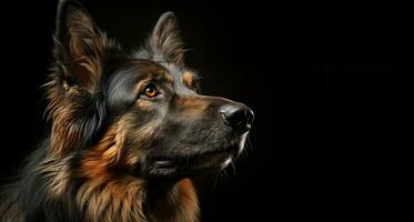 ai genererad herde hund porträtt på mörk bakgrund med kopia Plats för klinik eller veterinär begrepp och reklam foto