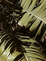 tropisk handflatan leafs stänga upp buske foto
