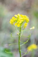 blomma fotografi skön landskap bakgrund skärmsläckare foto