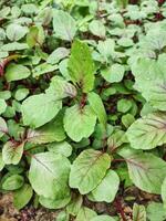 amaranthus cruentus röd amarant i trädgård. foto