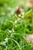 blomma fotografi skön landskap bakgrund skärmsläckare foto