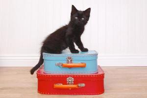 svart kattunge sitter ovanpå bagaget på vitt foto