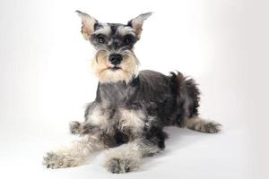 söt miniatyr schnauzer valp hund på vit bakgrund foto