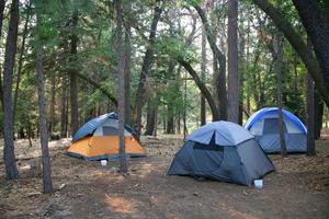 tre tält uppsatta i den grönskande skogen utomhus foto