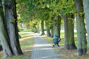 grön träd i de stad parkera foto