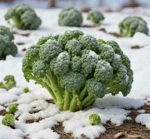 ai genererad färsk grön broccoli täckt med snö i vinter, närbild se foto