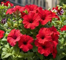 ai genererad skön röd blommor av petunia hybrida i de trädgård foto