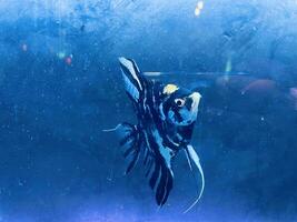 tropisk fisk simning i en djup blå vatten akvarium. akvarium foto