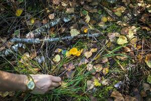 stänga upp skott av de små svamp kantarell i de skog. natur foto