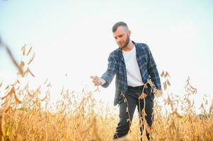 agronom inspekterande soja böna gröda växande i de bruka fält. lantbruk produktion begrepp. ung agronom undersöker sojaböna beskära på fält. jordbrukare på sojaböna fält. foto