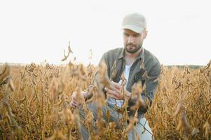 agronom inspekterar sojaböna beskära i jordbruks fält - agro begrepp - jordbrukare i sojaböna plantage på odla. foto