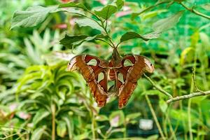 makro skön fjäril attacus lorquin foto