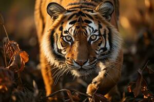 ai genererad en fängslande bild av en majestätisk tiger med ett intensiv blick gående mitt i de knaprig höst löv upplyst förbi de gyllene ljus av solnedgång. foto