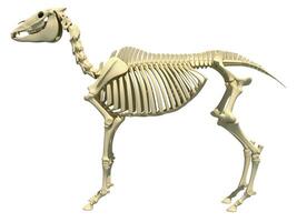 häst skelett anatomi 3d tolkning foto