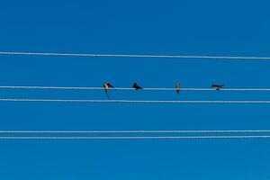 fåglar sitta på elektrisk trådar mot de blå himmel foto