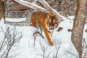 skön panthera tigris på en snöig väg foto