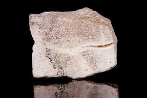 makro mineral sten förstenad träd på svart bakgrund foto