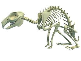 kanin skelett anatomi 3d tolkning på vit bakgrund foto