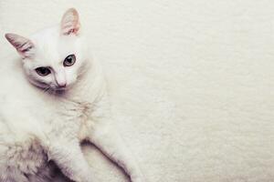porträtt av en vit fett gammal katt på en vit päls matta. selektiv fokus på katt ansikte foto