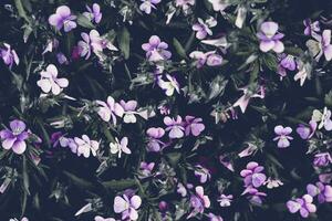 skön blomning lila violett blommor. lynnig djärv färger. suddig naturlig bakgrund foto