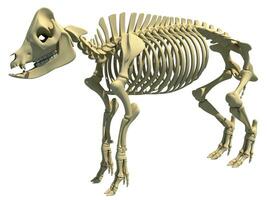 gris skelett anatomisk djur- 3d tolkning på vit bakgrund foto