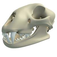 gepard skalle djur- anatomi 3d tolkning på vit bakgrund foto
