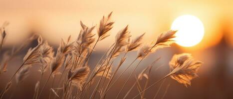 ai genererad lugn solnedgång över fält, lång gräs svängande. ai generativ. foto