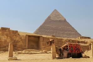 en skön bild av en kamel i främre av de pyramider i giza, egypten foto