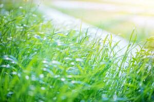 färskt grönt gräs bakgrund foto