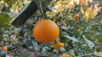 färsk orange frukt på träd på trädgård foto