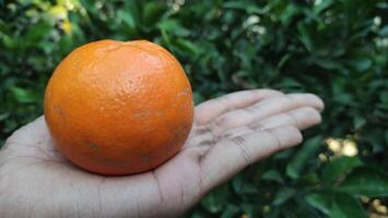 färsk orange frukt på träd på trädgård foto