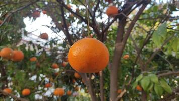 färsk orange frukt på träd på trädgård foto