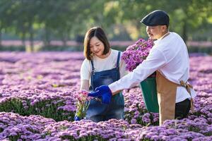 team av asiatisk jordbrukare och blomsterhandlare är arbetssätt i de bruka medan skärande lila krysantemum blomma använder sig av sekatör för skära blomma företag för död- rubrik, odling och skörda säsong foto