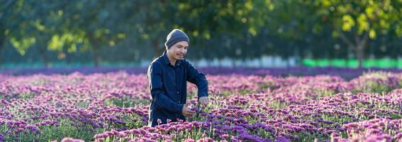 asiatisk jordbrukare och blomsterhandlare är skärande lila krysantemum blommor använder sig av sekatör för skära blomma företag för död- rubrik, odling och skörda säsong begrepp foto