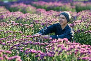 asiatisk jordbrukare och blomsterhandlare är skärande lila krysantemum blommor använder sig av sekatör för skära blomma företag för död- rubrik, odling och skörda säsong begrepp foto