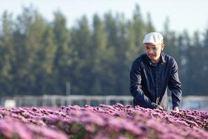 asiatisk jordbrukare och blomsterhandlare är skärande lila krysantemum blomma använder sig av sekatör för skära blomma företag för död- rubrik, odling och skörda säsong begrepp foto