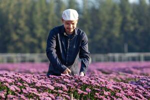 asiatisk jordbrukare och blomsterhandlare är skärande lila krysantemum blomma använder sig av sekatör för skära blomma företag för död- rubrik, odling och skörda säsong begrepp foto