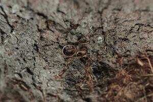 bröllop ringar stå på en träd bakgrund. bröllop detaljer. ringar på en träd. bröllop fotografi. närbild av bröllop ringar liggande på de bark av en träd foto