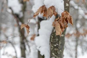 skymning och färger i den snöiga skogen. snö och kyla. foto