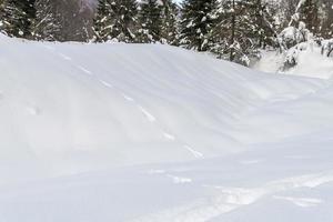 skymning och färger i den snöiga skogen. snö och kyla. foto