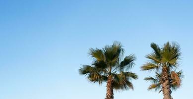 handflatan träd på klar blå himmel i solig dag sommar förbi de strand i spanien.isolerade två tropisk träd med blå bakgrund, banner naturlig med kopia Plats för mode, resa, sommarsemester på strand foto