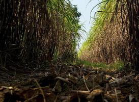 de torra sockerrörsbladen och den igenvuxna sockerrören översvämmade huvudet under grusvägen på sockerrörsgården foto