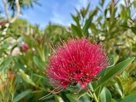 närbild av blommande växt med färsk grön lövverk, röd gyllene penda xanthostemon krysanthus blomma blomning på gren med grön natur suddig bakgrund foto