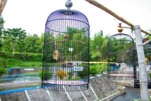 porträtt av en fågel i en bur eller bur. foto