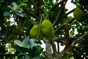 jackfrukter är de namn av en typ av träd, som väl som dess frukt. foto